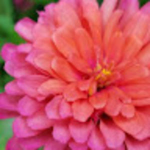 Meet your Posher, Cathy